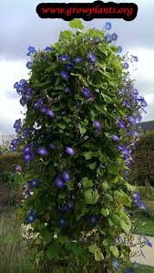 Image result for Ipomoea trinervia
