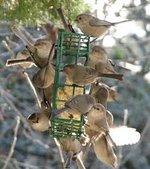 Below market price at the same item & quality'. Hikayat Musyarawah Para Burung Perjalanan Menyatu Dengan Tuhan