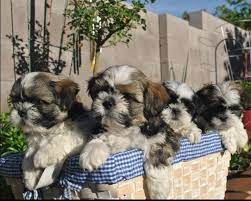 Goldie gets a ride in a red sportscar with. Adorable 3 Month Old Shih Tzu Puppies Shih Tzu Shih Tzu Puppy Shih Tzu Dog