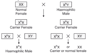 This Is The Pedigree Of A Family Tracing The Movement Of The