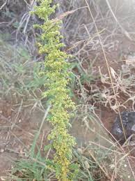 Image result for Dysphania schraderiana