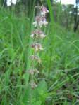 Image result for Syncolostemon linearis