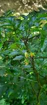 Image result for Solanum capsicoides