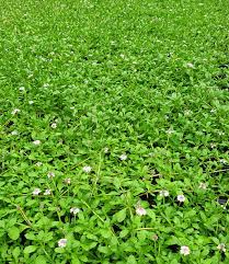 Die jungpflanzen werden im frühjahr gesetzt und wachsen innerhalb einer. Lippia Summer Pearls Weiss Polsterstauden Bei Baldur Garten