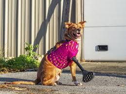 Maybe you would like to learn more about one of these? Pet Prosthetics Get A Boost From 3d Printing Wired