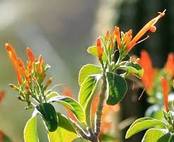 Image result for Justicia sp. A cf. engleriana