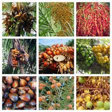 If you decide to repot your coconut tree, remember to add sand or vermiculite to the new soil to keep the water draining well. Palm Fact Of The Week 10 Common Edible Palm Fruits