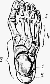 Kaki Definition And Synonyms Of Kaki In The Malay Dictionary