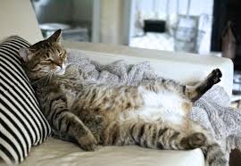 Furthermore, big cats have been reported to have poorer vision in low light than their tiny cousins. Facts About Cats Mental Floss