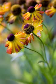 Pin By Lukas Lehn On Daisy Asteraceae Autumn Garden Fall Flowers Flowers