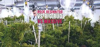 Rock Resinator Vs Big Bud Vs Massive Bloom Formulation