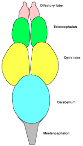 Find vectors of labeled brain. File Fish Brain Png Wikimedia Commons