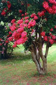 I love all crape myrtle colors, but some of the intensely bright pink ones often clash, to my eye, with other flowers. Crepe Myrtle Burke S Backyard