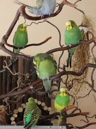 Diese bebilderte bauanleitung zeigt schritt für schritt, wie halter aus ästen. Basiswissen Wellensittiche Teil 5 Alleine Paar Oder Schwarm Wellensittiche Blog Wellensittich Pet Vogelkafig Sittich