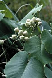 Image result for Argyreia nervosa