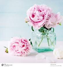 My flower fresh flowers spring flowers pretty in pink beautiful flowers bright flowers spring blooms peony flower flower ideas. Pink Peonies Peony Flower A Royalty Free Stock Photo From Photocase