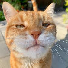 Mentahan orang nangis di tik tok. Pin Di Cat