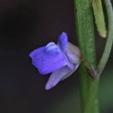 Image result for Utricularia baoulensis