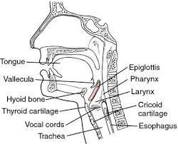 Vallecula Epiglottis Respiratory System Projects Respiratory System Medical School