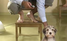 Maybe you would like to learn more about one of these? Water Woes Basement Fooding And Sewer Backup Mccam Insurance Durham Insurance Brokers