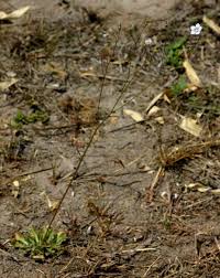 Image result for Wahlenbergia androsacea