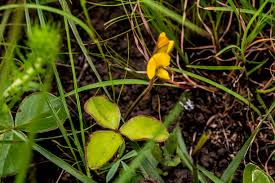 Image result for Basananthe sandersonii