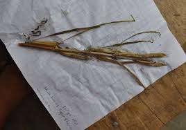 Image result for Sesamum alatum