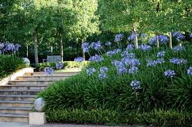 Aadhar Card Status By Name Agapanthus Garden Backyard Landscaping Designs Backyard Landscaping
