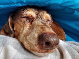 Looking for the best dog blanket for your pooch? Why Do Dachshunds Love To Sleep Under Blankets