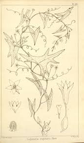 Image result for Trochomeria debilis