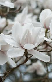 Maybe you would like to learn more about one of these? Her Little Secret Beautiful Flowers White Flowers Most Popular Flowers