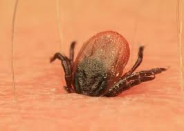 May 18, 2012 · des séquelles subsistent dans 10 % des cas, et font l'objet d'un traitement symptomatique. La Maladie De Lyme Et La Borreliose Chronique De Lyme