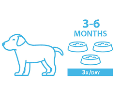 Dog feeding amounts vary from product to product based on calorie content and formula. How Much Should I Feed My Puppy Vet Approved Puppy Feeding Guide