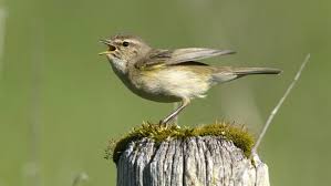 Verschiedene kräuter stellen ganz unterschiedliche anforderungen an boden und. Tier Quiz Was Ist Das Fur Ein Vogel