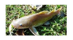 Kebanyakan pancingan ikan baung tertumpu pada waktu malam atau pun di kawasan badan air yang keruh. Cara Mancing Ikan Baung Spotmancing Com