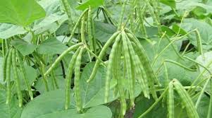 Image result for Vigna gracilis