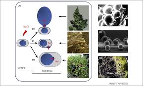 Check spelling or type a new query. Salt Bladders Do They Matter Trends In Plant Science