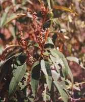 Image result for Croton gratissimus