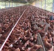 Gallinas Ponedoras: Crea Tu Granja Avícola Exitosamente