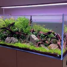 Tfwadmx Resin Aquarium Decorations Ornament Hollow Log With Moss Betta Log Tree Fish Tank Wood Cave Decorations In 2020 Fresh Water Fish Tank Planted Aquarium Aquarium