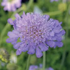 Growing 8 to 12 inches tall, pincushion flower is one of the best plants you. Scabiosa Butterfly Blue At Wayside Gardens
