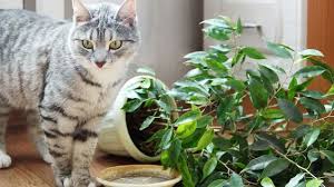 Fast Five Houseplants That Spell Trouble For Your Pet Funny Cats Plants Cat Plants