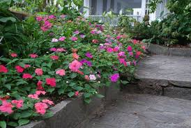 Image result for Impatiens wallerana
