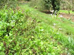 Image result for Plumbago zeylanica