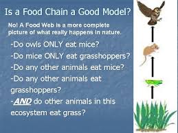 An organism that makes its own food. Objective Food Chains Essential Question What Is A