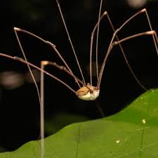 They are usually found in dark damp places, and can be nasty little things. Most Of What You Know About Daddy Longlegs Is Wrong Nature And Wildlife Discovery