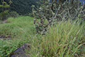 Image result for Tripogon