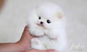 It's fairly obvious as to why the pomeranian is such a popular pup: Teacup Pomeranian Puppies For Sale Micro Toy Pomsky Foufou Puppies