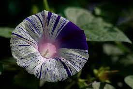 Ia kembang hanya di sebelah pagi. File Blue Morning Glory Jpg Wikipedia