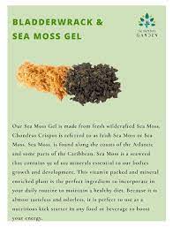 Sea Moss And Bladderwrack Gel Organic Bladderwrack De Herbal Garden